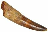 Fossil Spinosaurus Tooth - Real Dinosaur Tooth #365627-1